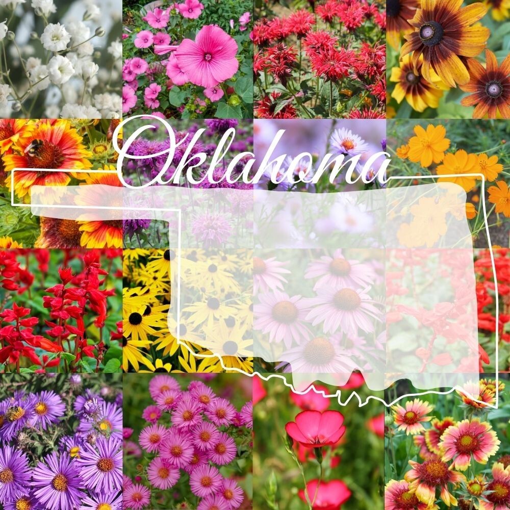1 Pound Eastern Oklahoma Bulk Wildflower Seed Mix 1lb Covers 2,000sq-ft