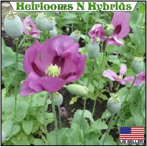 20,000 Hungarian Stratified Papaever Somniferum Poppy Seeds For Planting Organic