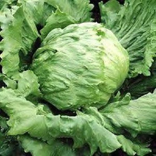 2g Newly Harvested Fresh Great Lakes 659 Premium Lettuce Seeds-A 38
