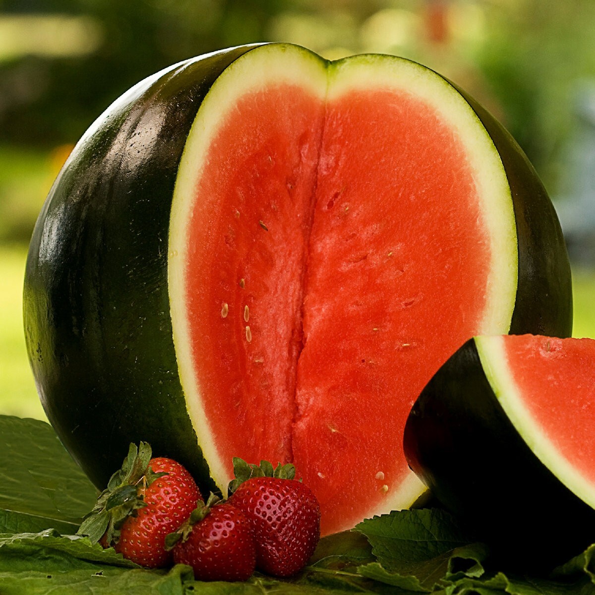 40 Black Diamond Watermelon Seeds – Everwilde Farms Mylar Seed Packet