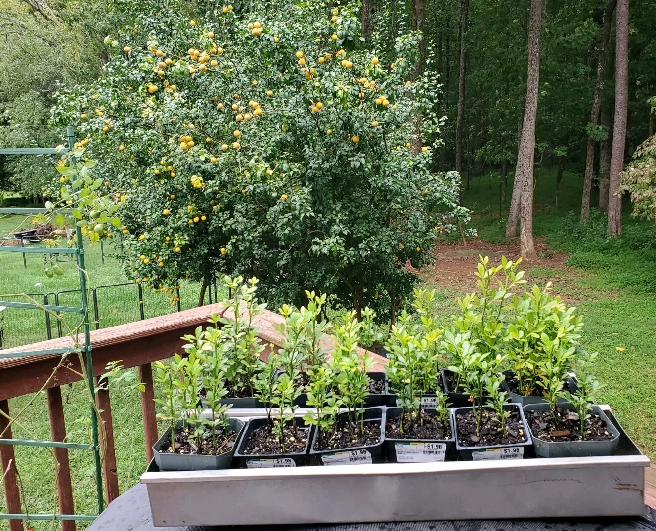 Poncirus Trifoliata Citrus Trifoliate Oranges (10 Ct) Year 2 Seedlings 6-10″ 🍊