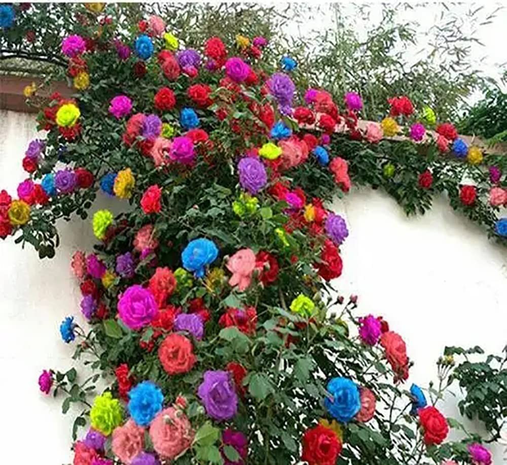 200+ Mix Climbing Rose Seeds for Planting Outdoors
