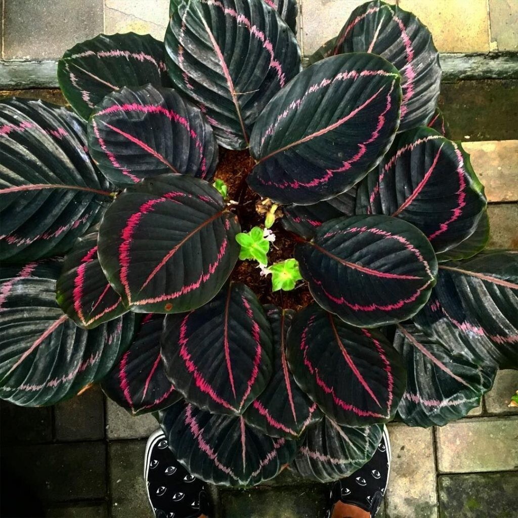 25+ Dottie Calathea Seeds for Garden Planting – USA – FREE SHIPPING!