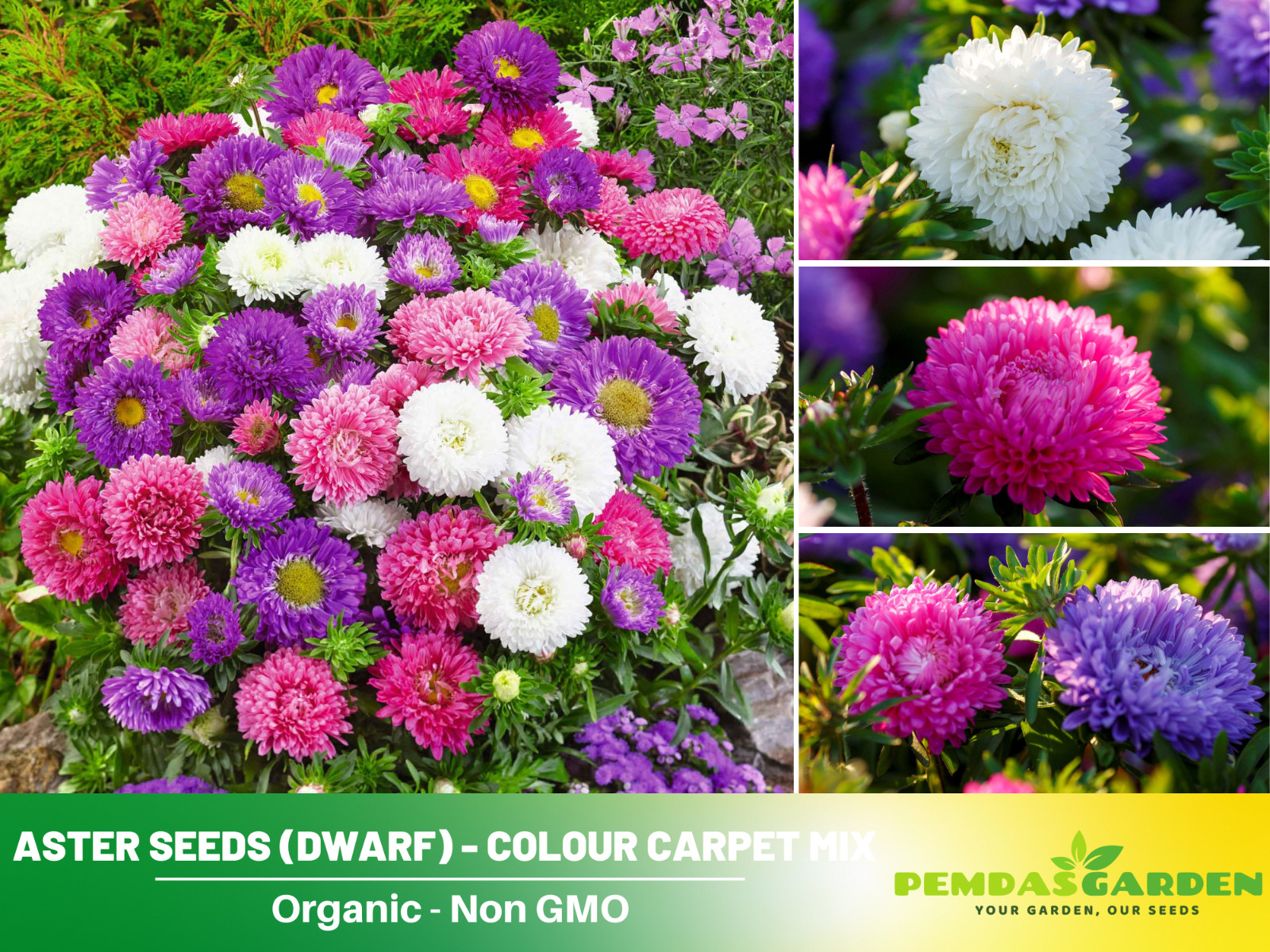 20 Seeds| Aster Seeds (Dwarf) – Colour Carpet Mix