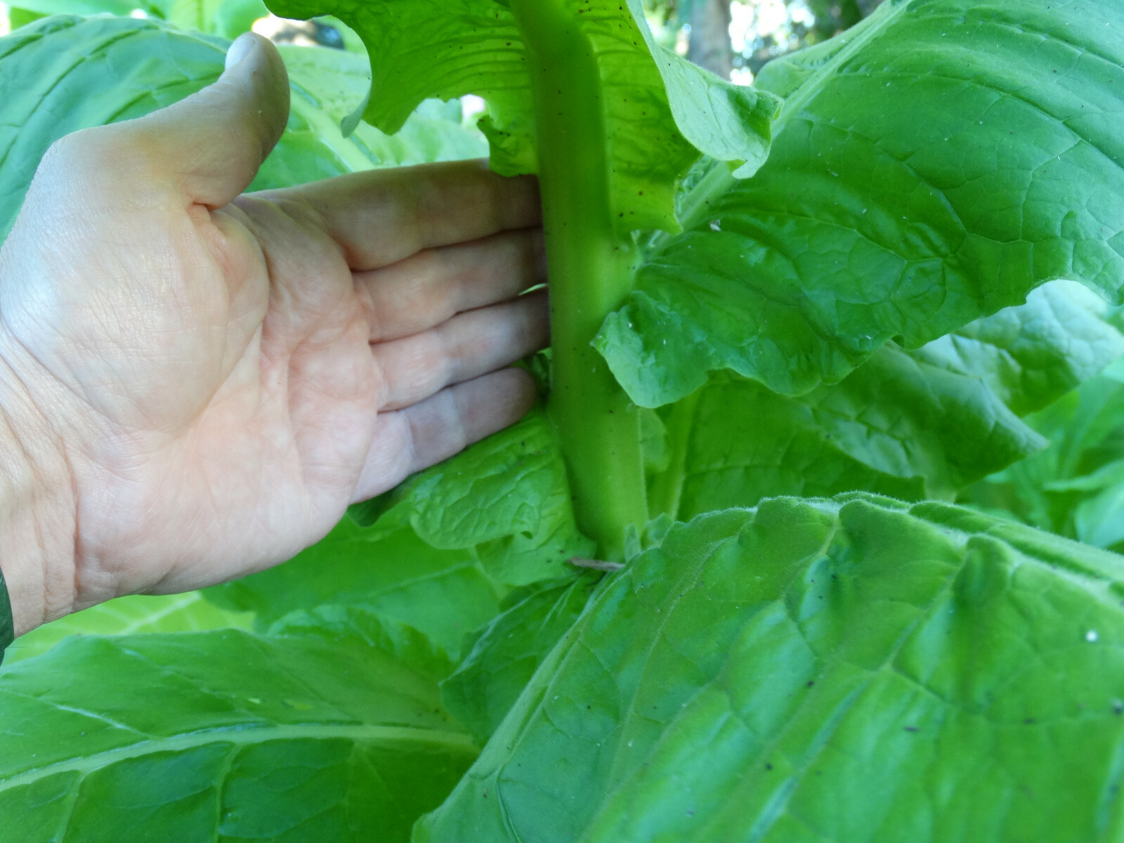 VERY RARE HARMANLI ORIENTAL AROMATIC TOBACCO 2000+ SEEDS 0.2GRAM FRESH 2023 CROP