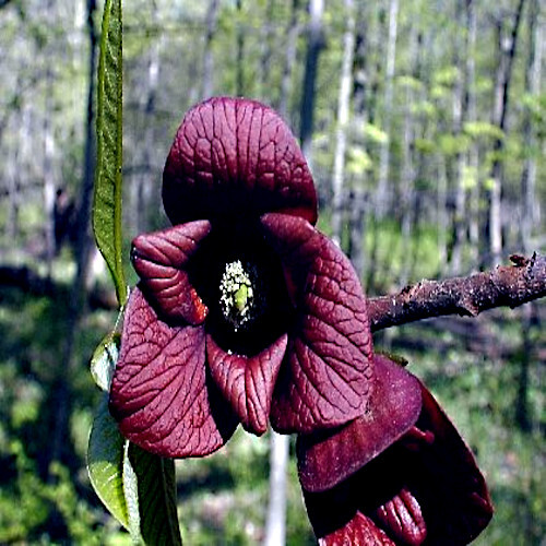 STRATIFIED PAW PAW FRUIT TREE SEEDS (Asimina Triloba) INDIAN BANANA Hardy Plant