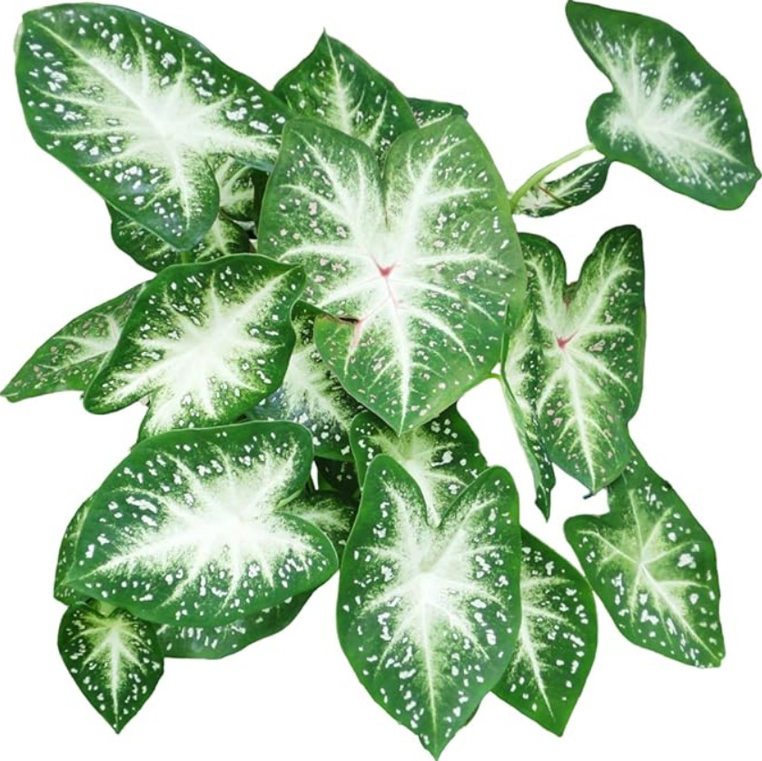 Caladium ‘Stardust’ – Size #2 Bulbs (8 Bulbs, 1 to 1.5 inches)