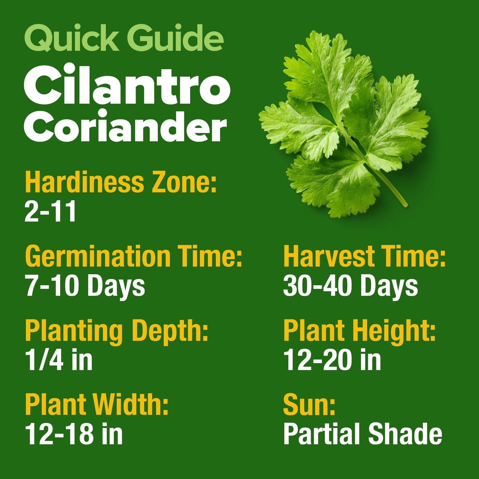 Cilantro Seeds for Planting Heirloom Non GMO Coriander 500+ Culinary Herb Garden
