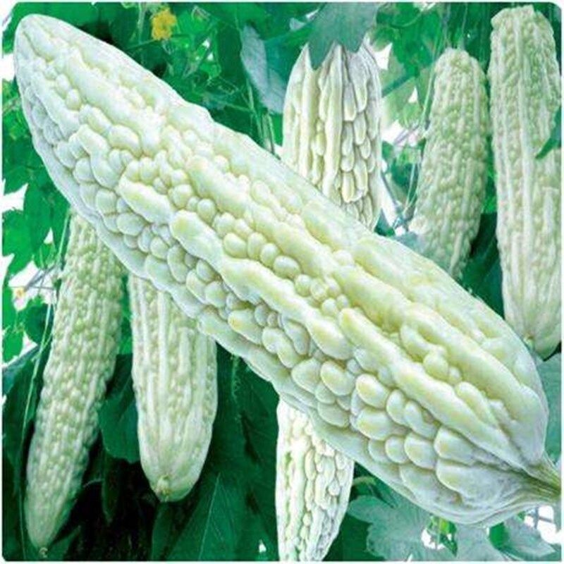 10 White Skin Bitter Gourd Seeds Bitter melon Seed Ku Gua Seeds Asian Vegies USA
