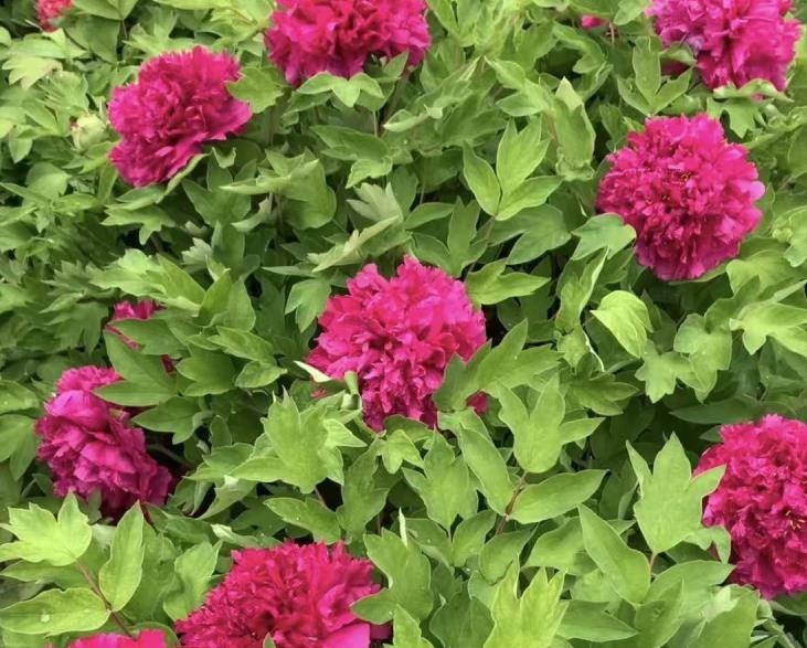 10 Deep red Large peony seeds, emitting a pleasant fragrance. Free shipping