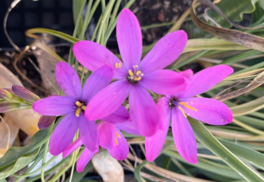 Bulbs C, CHOOSE 2: Ixia curta, longituba, maculata, etc., more