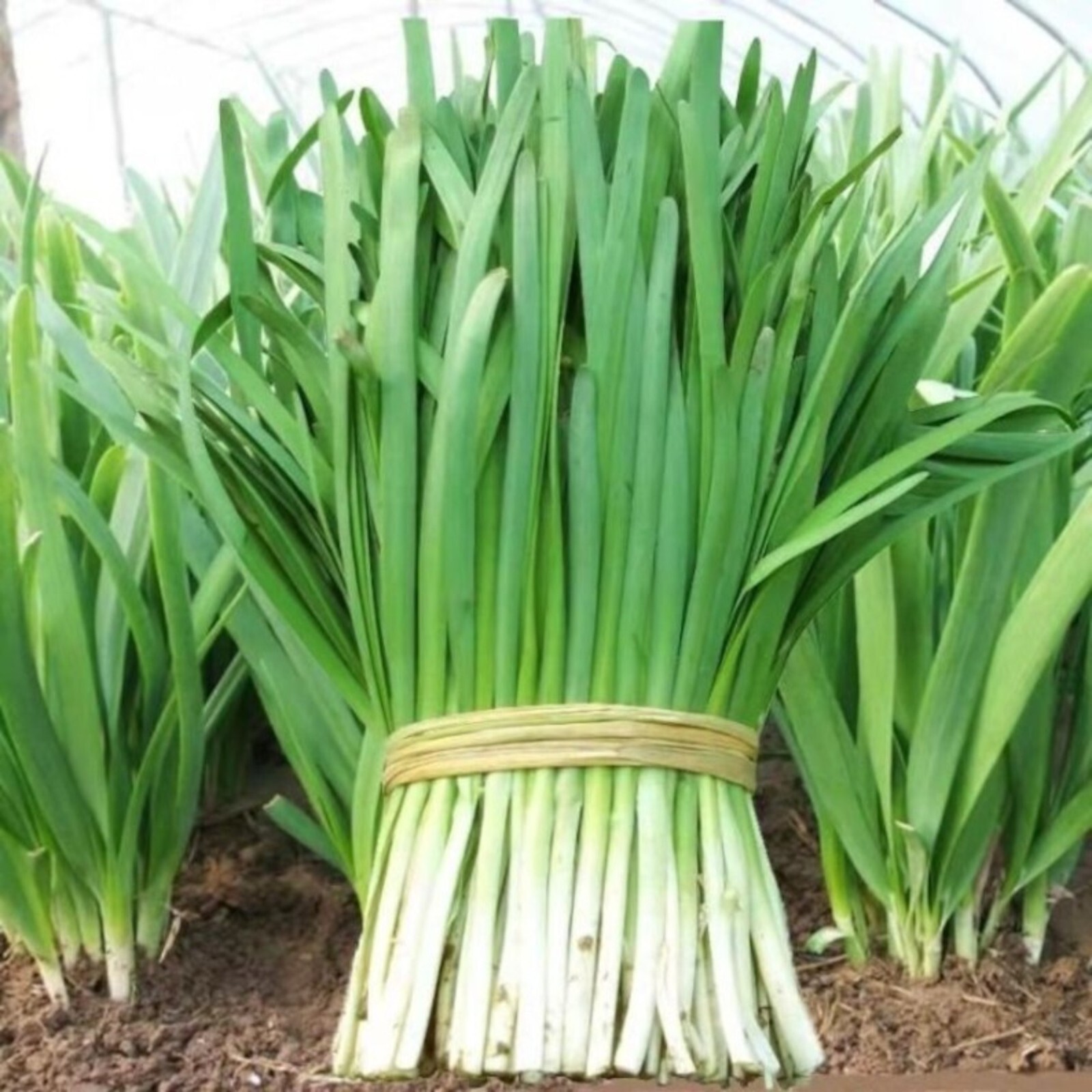 500 Garlic Chive Seeds for Planting – Heirloom, Non-GMO Chinese Chives