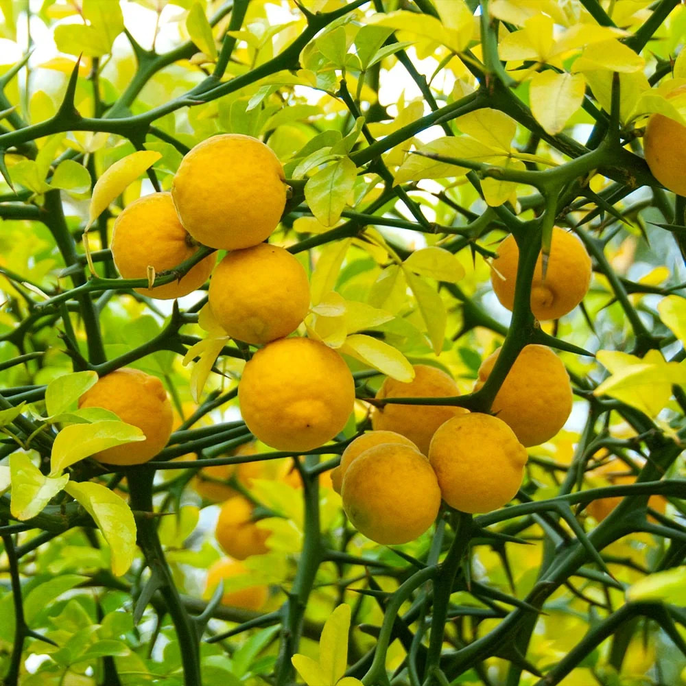 10+ Seeds Hardy Orange, Trifoliate Orange (Poncirus trifoliata) Hardy to Zone 5
