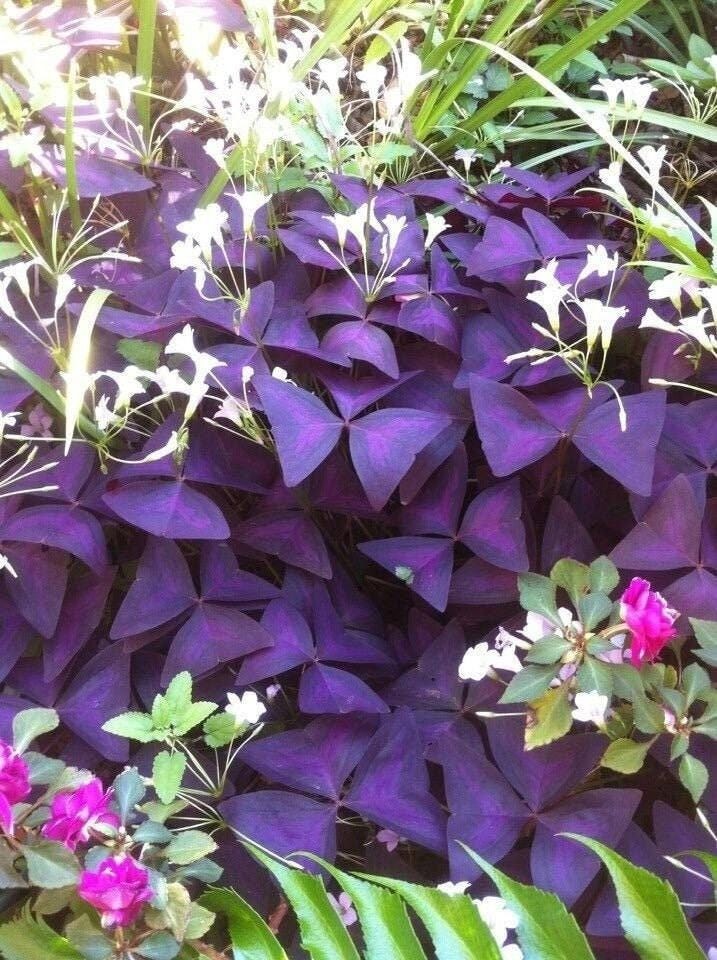 Oxalis Triangularis Wood Sorrel (Purple Shamrock) (Bulb/Not Plant) – US Seller!