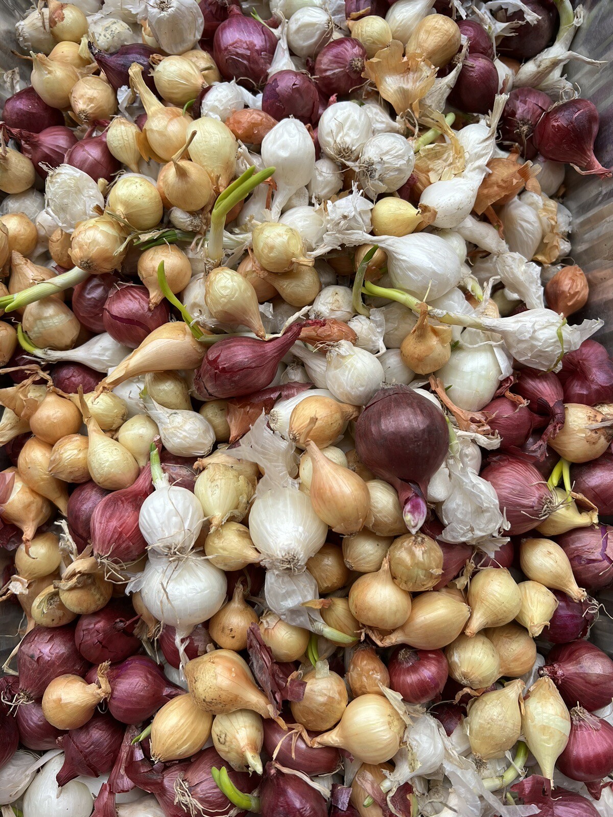 Colors Mixed Onion 35++Sets (Bulbs) | Yellow, Red, White Mix 2023 Free Shipping