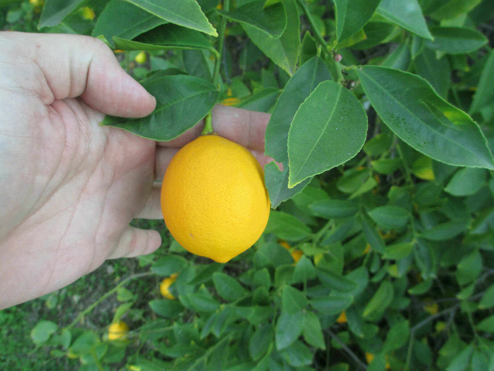 25 Count Organic Non GMO Dwarf Meyer Lemon Sun Dried Seeds LOT California Fresh