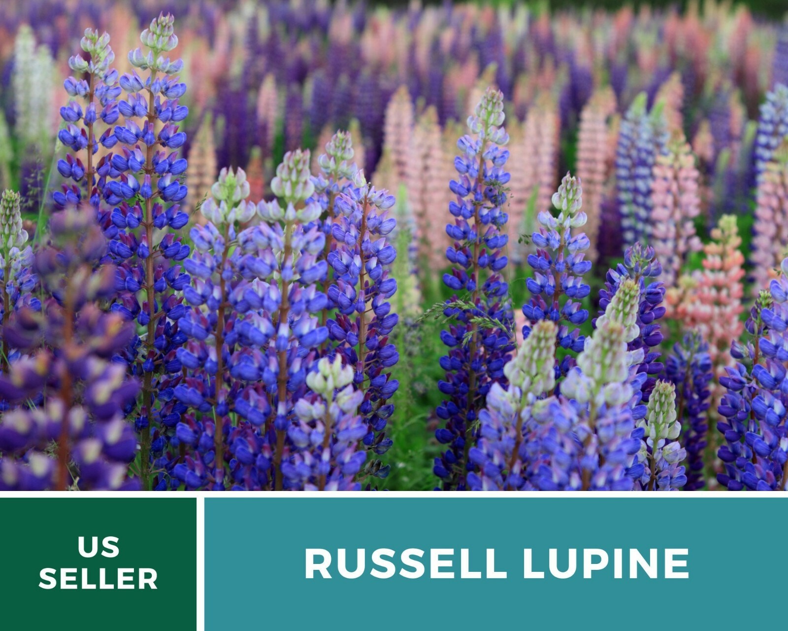 Lupine, Russell – 50 Seeds – Pollinator & Hummingbird Friendly – Sow in Fall or