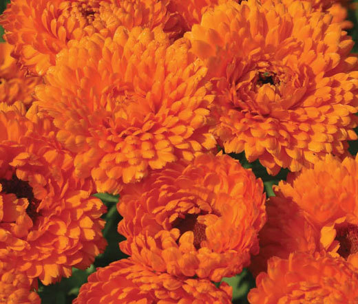 CALENDULA GEISHA GIRL Calendula Officinalis – 120 Bulk Seeds
