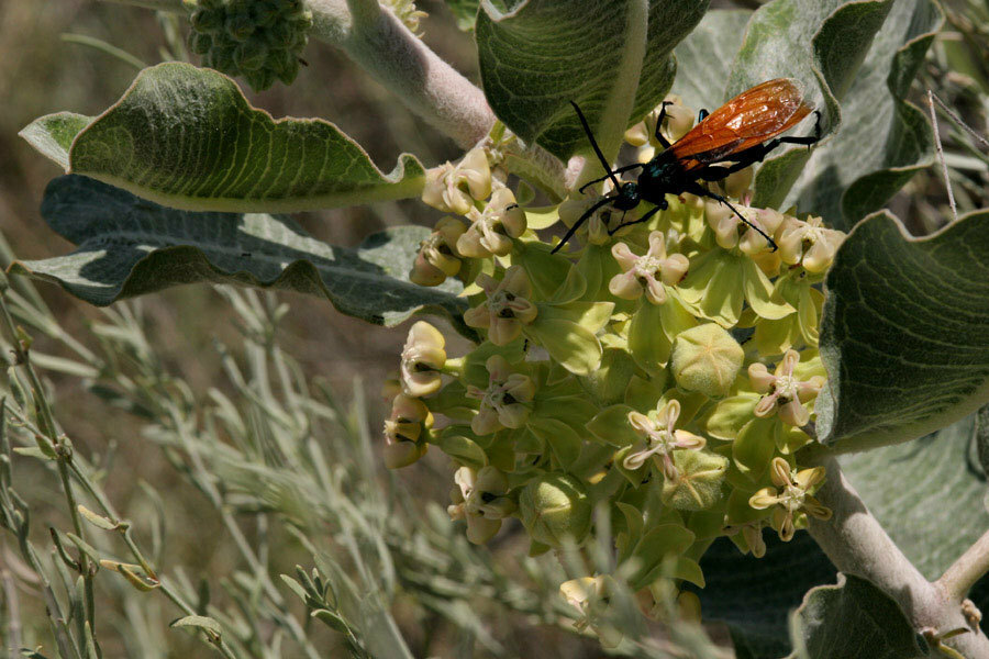 Asclepias arenaria | Sand Milkweed | 20_Seeds