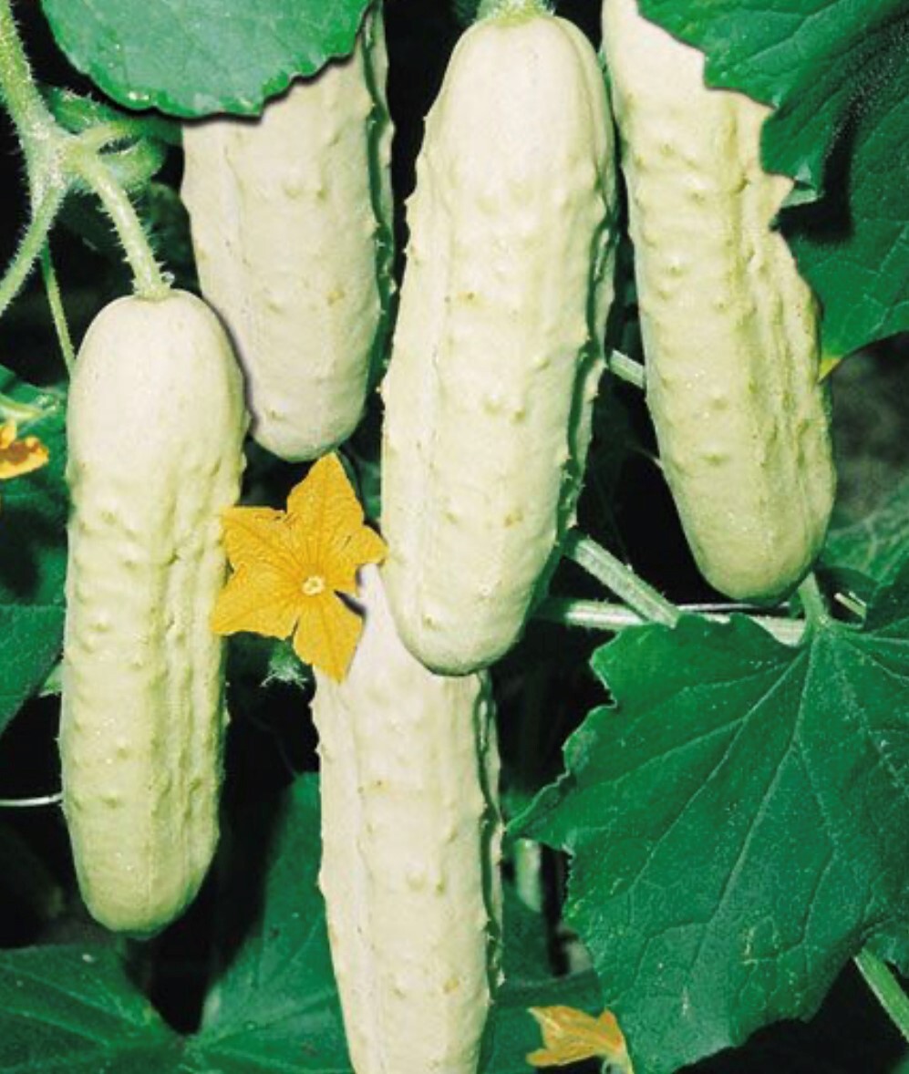 Cucumber Collection | Seeds