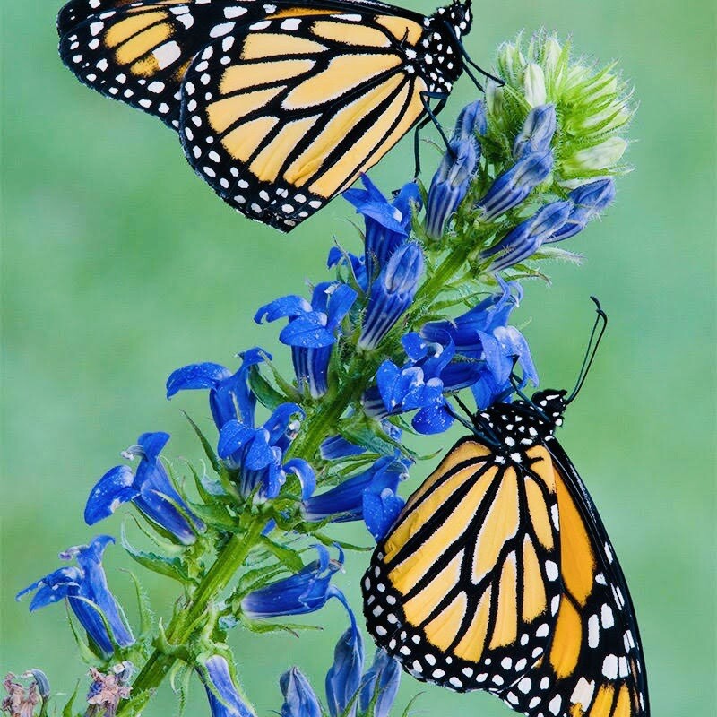 BLUE CARDINAL FLOWER SEEDS NON GMO FRESH HARVEST FREE SHIPPING