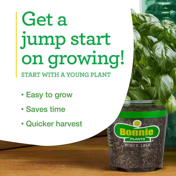 19 Oz. Sweet Mint Herb Plant (2-Pack)