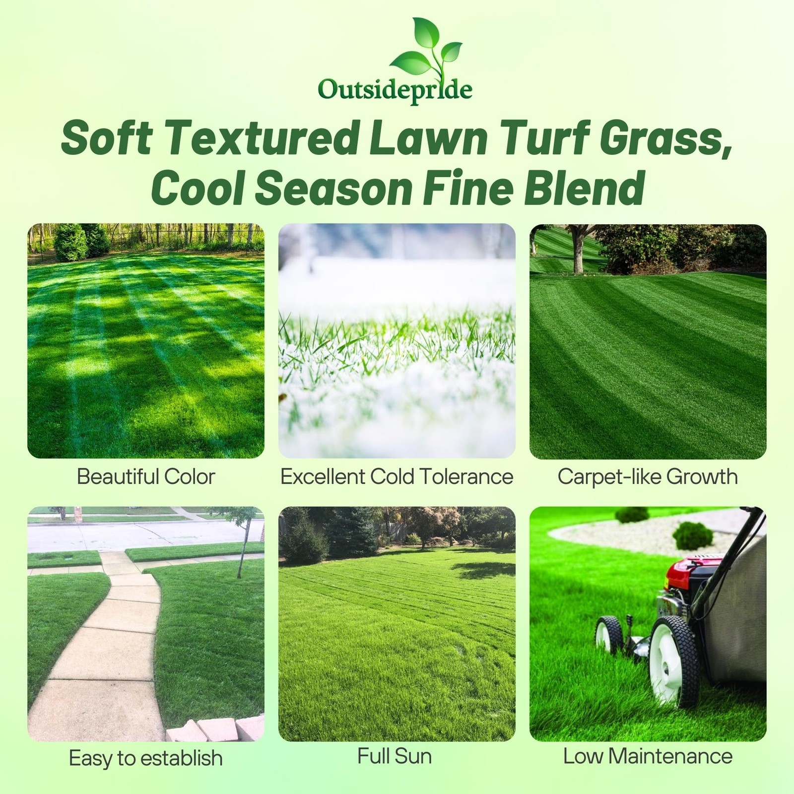 Midnight Kentucky Bluegrass – 10 Lbs. Cold & Drought Tolerant, Sun-Loving Law…