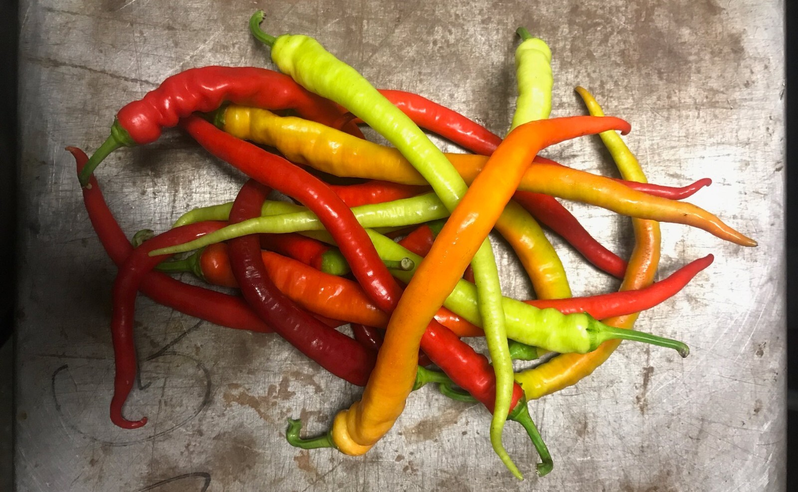 RARE✿ Heirloom Corbaci Sweet Pepper 15 Seeds ●Ripe Early