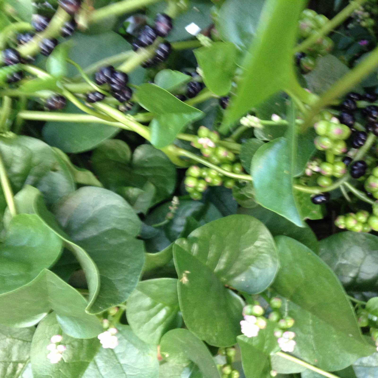 100 Organic Green Malabar Spinach Seeds for 2024 Healthy Delicious Vegetable ad