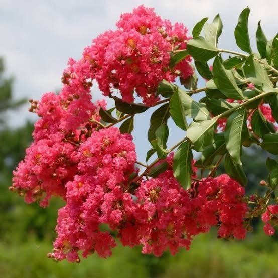 500 Premium Crepe Myrtle Tree Seeds – Easy to Grow – Free Growing Guide Included