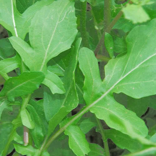 2000 ROQUETTE ARUGULA Rocket / Rucola / Rugula Eruca Vegetable Herb Seeds