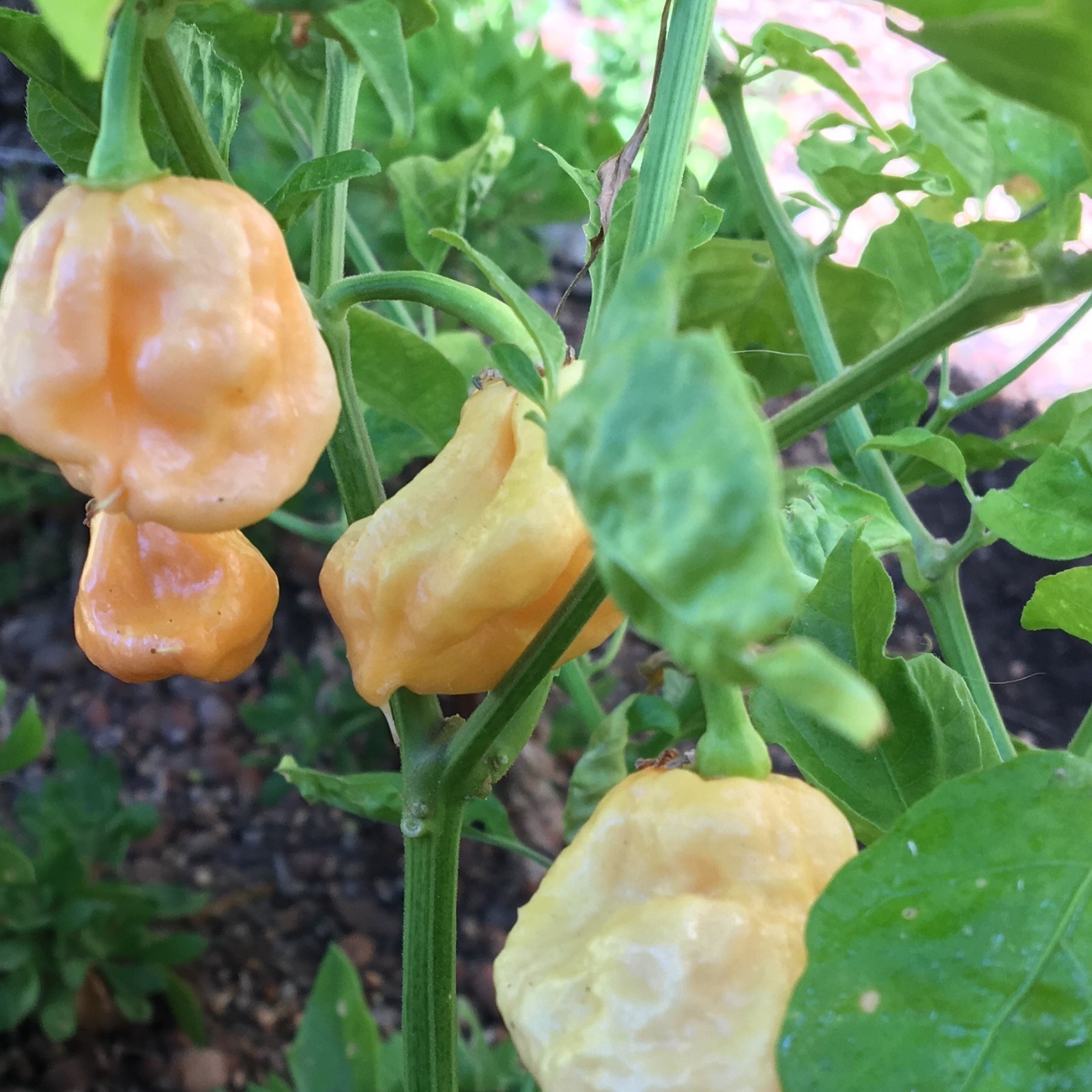 10+ Peach 7 Pot/Pod Pepper Seeds (chili, chile) hotter than Bhut Jolokia (Ghost)