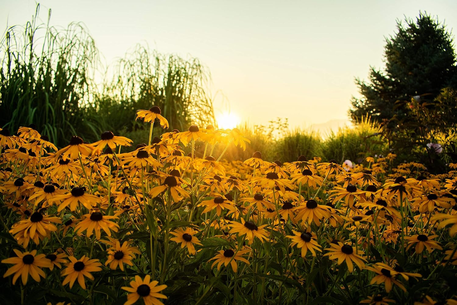 Black Eyed Susan Seeds for Planting, 5000 Seeds, Giving You Beautiful Black Eyed