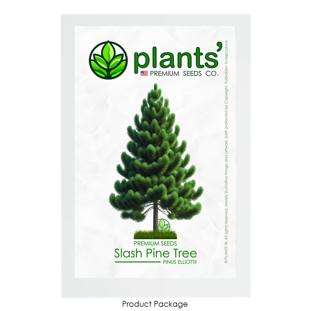 Slash Pine Tree | Premium Seeds | Pinus elliottii | Plants’®