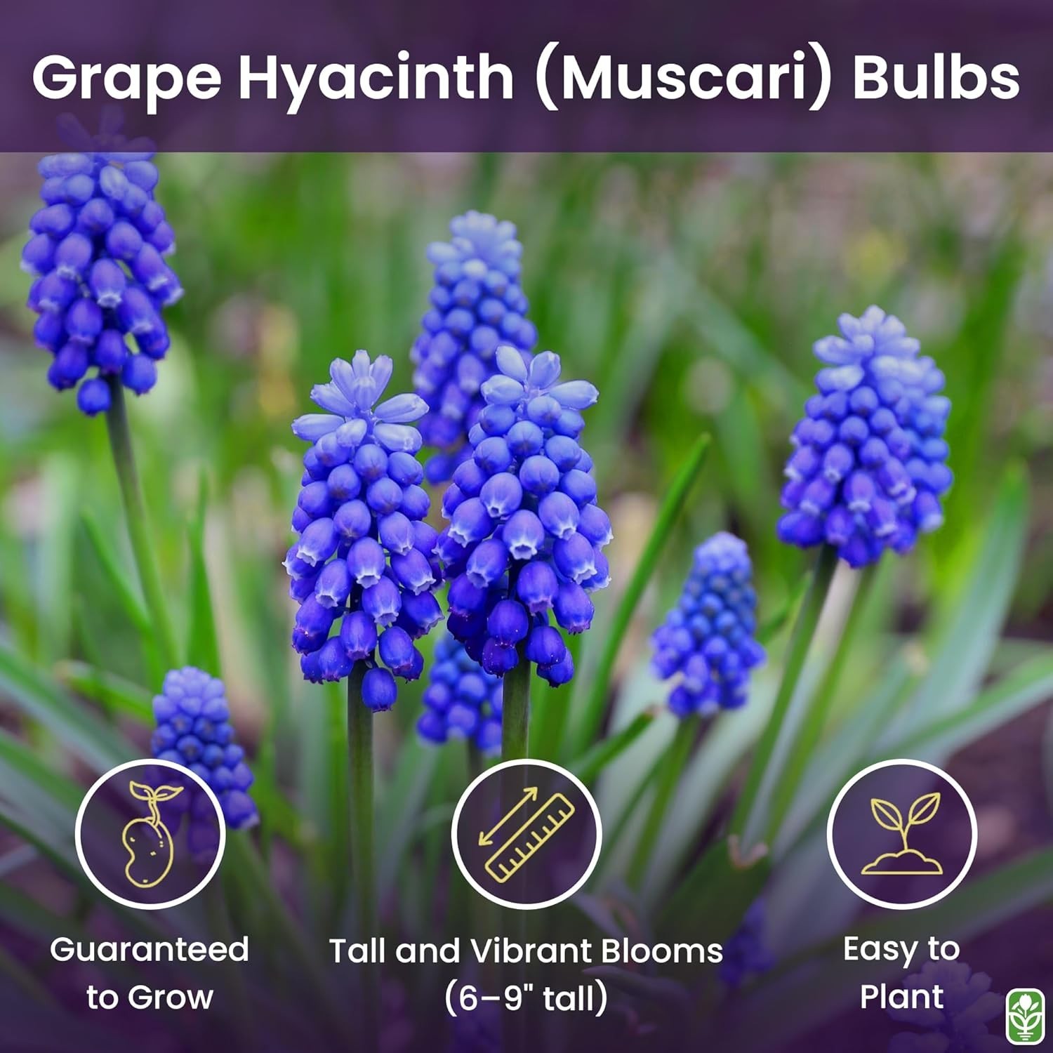 15 Pet-Friendly Grape Hyacinth Bulbs – Vibrant Blue Flowers for Spring