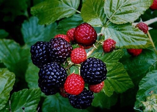 1 plant of “Black Delicious” a new Black Raspberry Rubus occidentallis