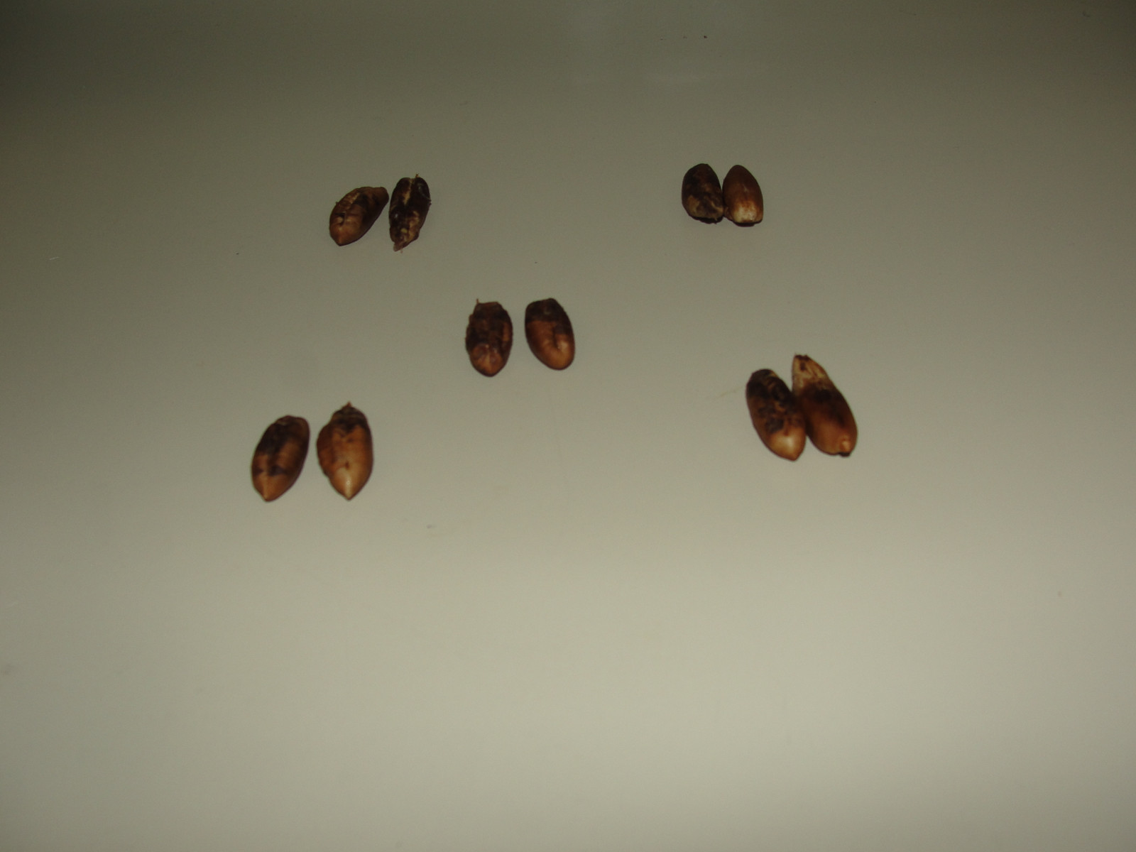 Dates Jumbo Medjool, ten [10] Date Palm seed – DATES SEEDS, DATE Seeds