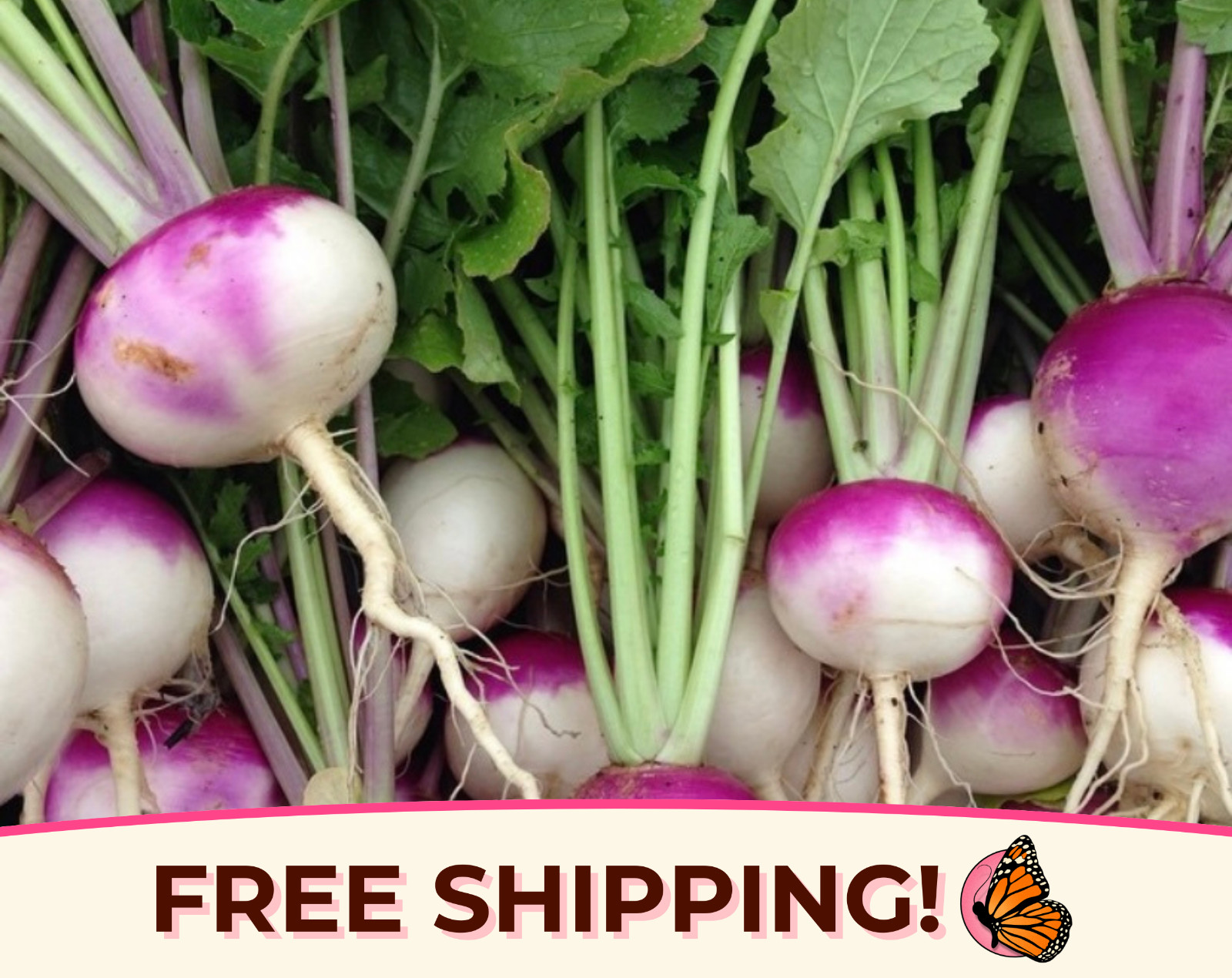 3500+ Turnip Seeds ‘Purple Top White Globe’ | Heirloom, Non-GMO, Gardening Seed
