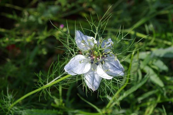Nigella damascena | Hair of Venus | love-in-a-mist | Ragged Lady | 100 Seeds