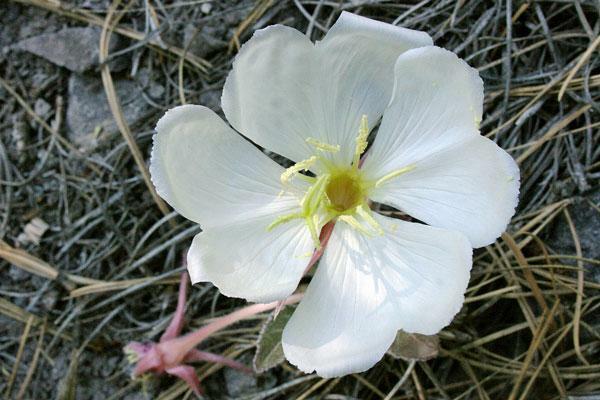 Oenothera caespitosa | Fragrant, Tufted or White Evening-Primrose | 10 Seeds