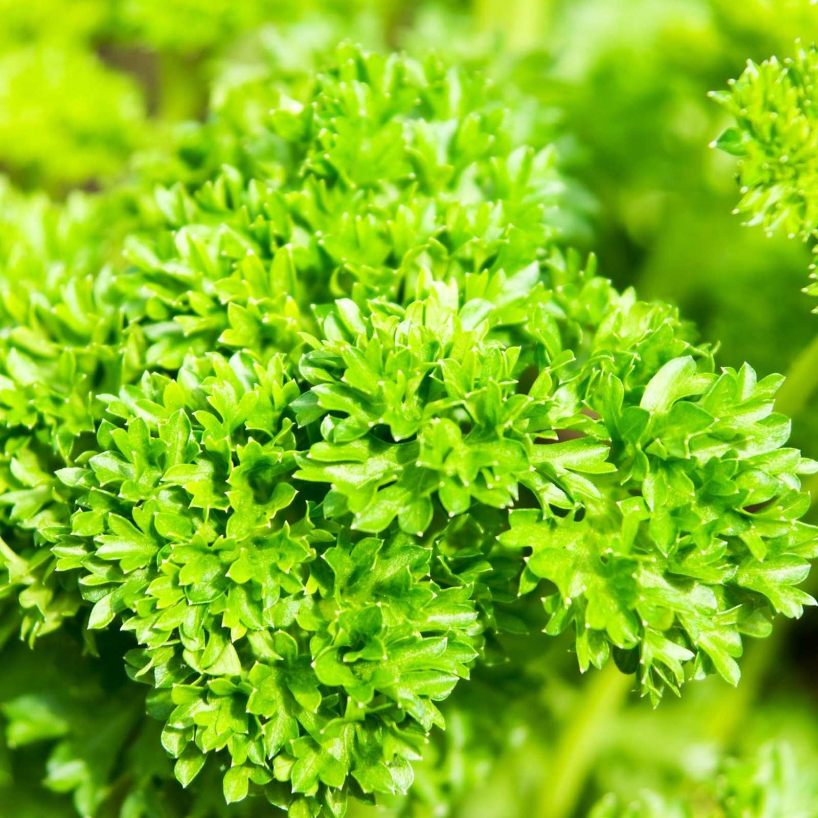 Curled Parsley – Seeds – Organic – Non Gmo – Heirloom Seeds – Herb Seeds