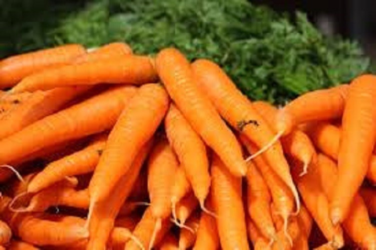 Premium Danvers 126 Carrot – Fresh Organic, Heirloom Seed – Since 1870 – Sweet!