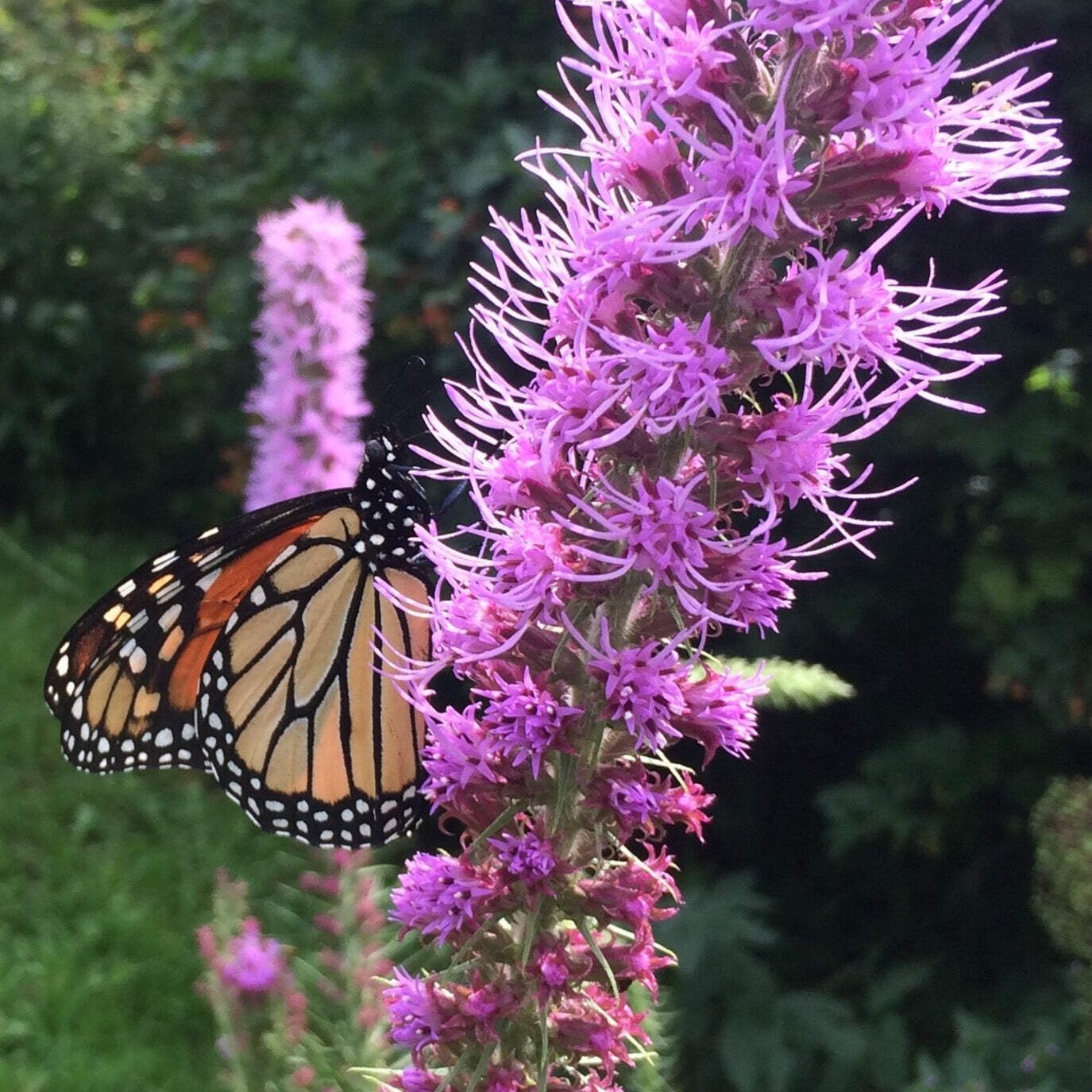 Pollinator Garden Boxed Seed Collection ~Native Wildflower Pollinator Attractors
