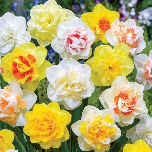 Mixed Daffodil Bulbs for Spring Planting 10 Bulbs
