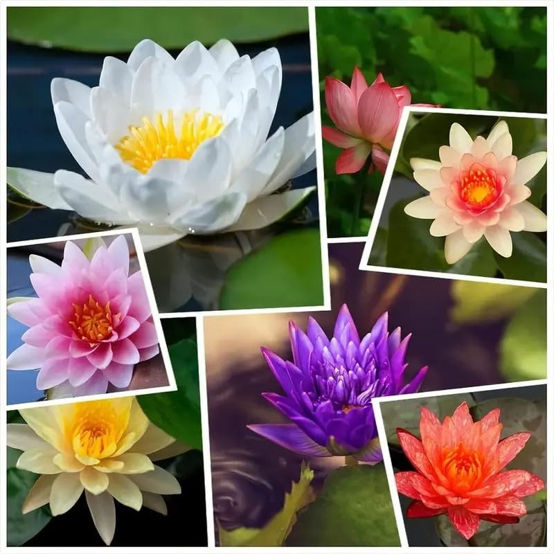 160pcs Mixed Color Bowl Lotus Seeds for Planting – Non-GMO Bonsai Lotus, Wate…