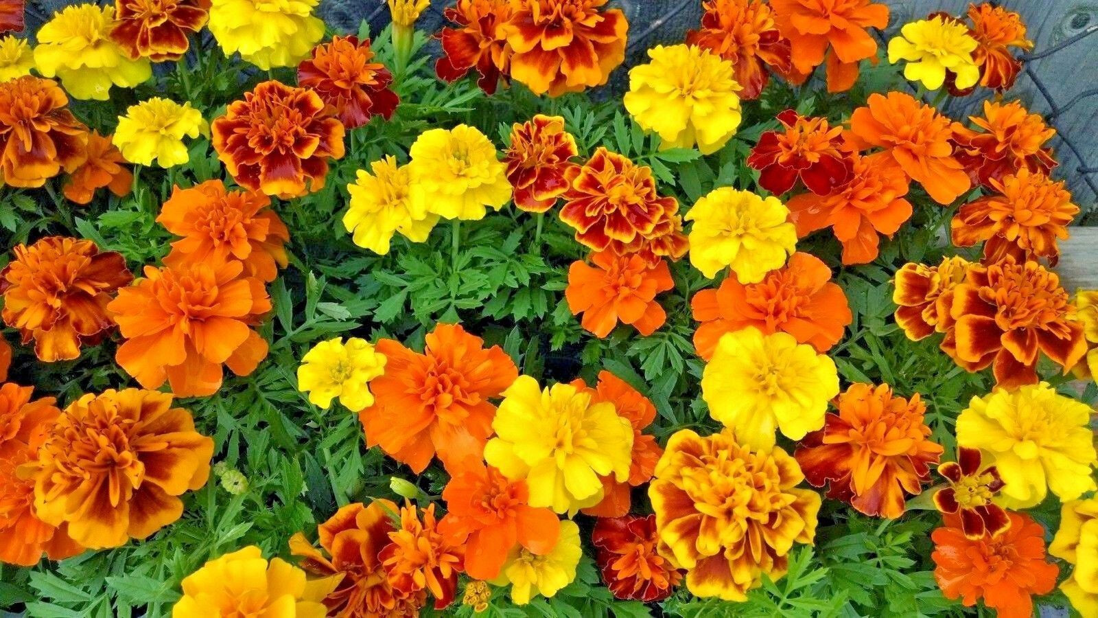 300+ FRENCH SPARKY Dwarf Marigold Mix~Orange, Yellow, Red Non-GMO Heirloom Seeds
