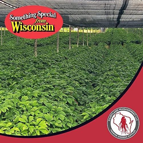 10 LB’s American Ginseng Seed Grow your own Wild Ginseng. Wild Ginseng Seed