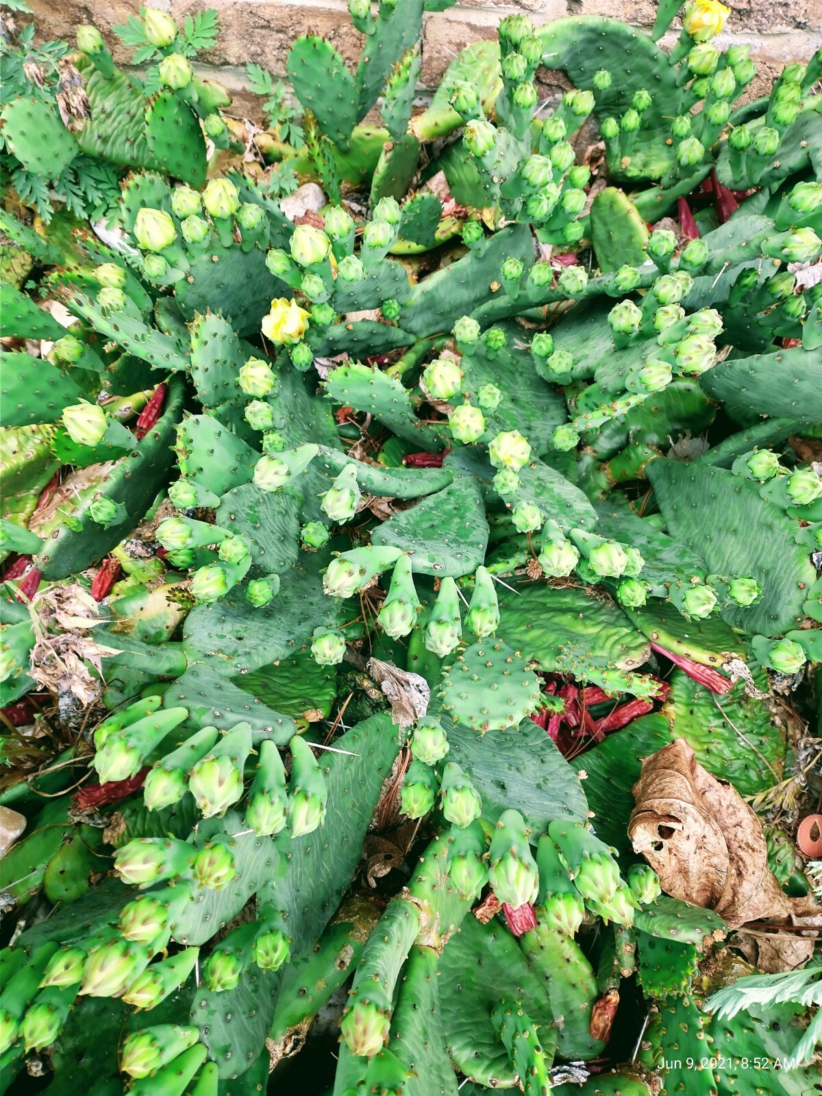 Cactus Prickly Pear Winter hardy 9 pads
