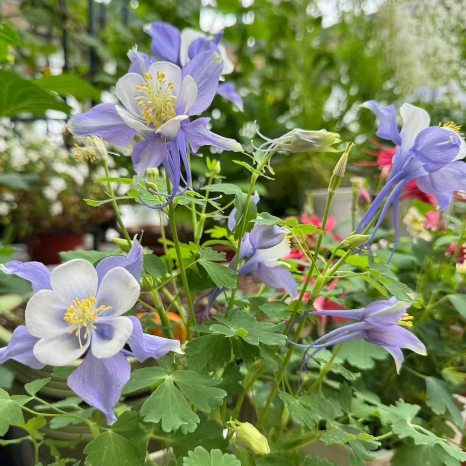 1000 Blue & White Columbine Seeds – Elegant Bi-Color Blooms for Shade Gardens