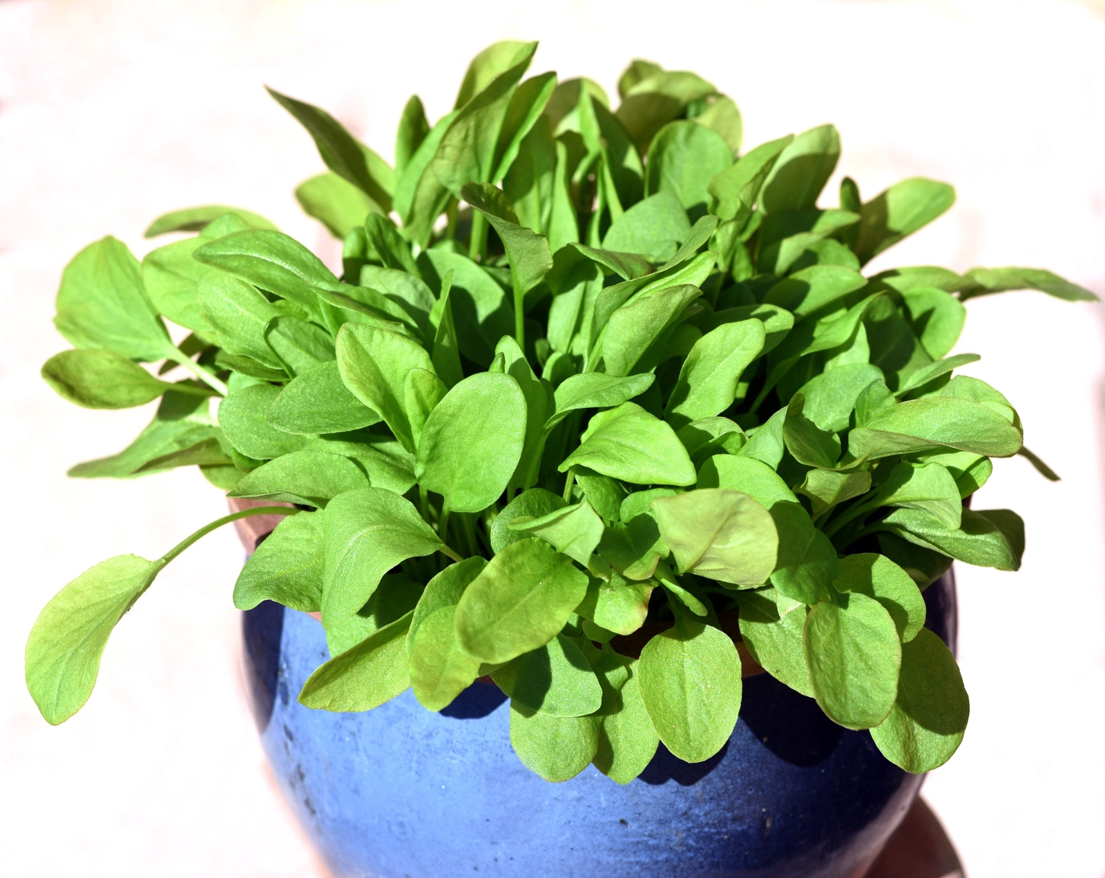 200 LARGE LEAF SORREL (Garden Sorrel Spinach Dock Redshank) Rumex Acetosa Seeds